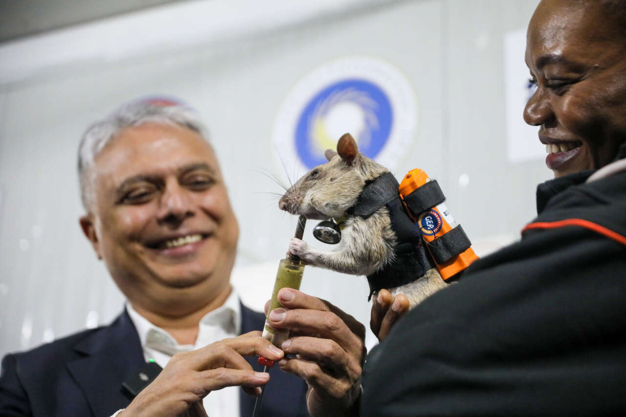 Dünya’da ilk olan uygulama Türkiye’de! Enkaz altında kalanları fareler kurtaracak 4